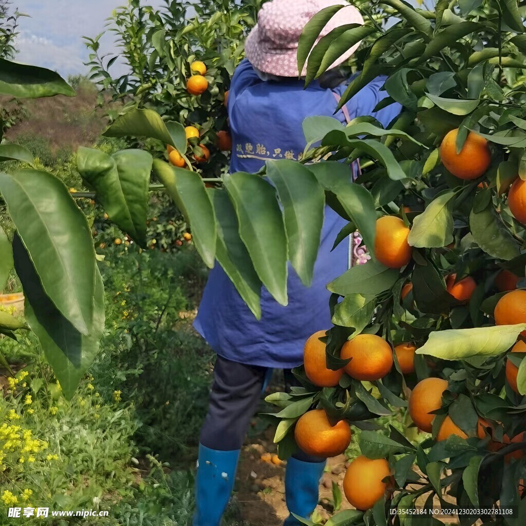 柑橘栽培