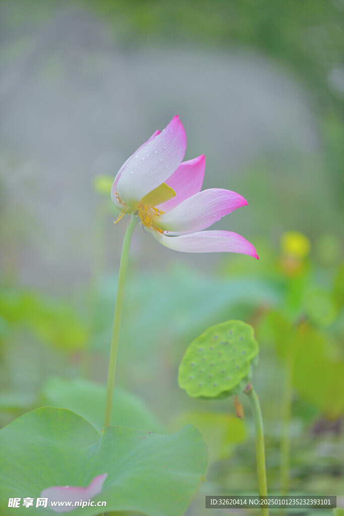 荷花