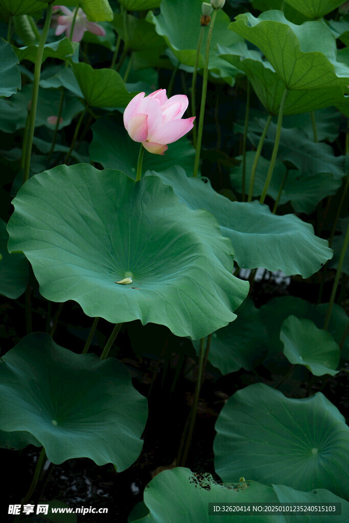 荷花