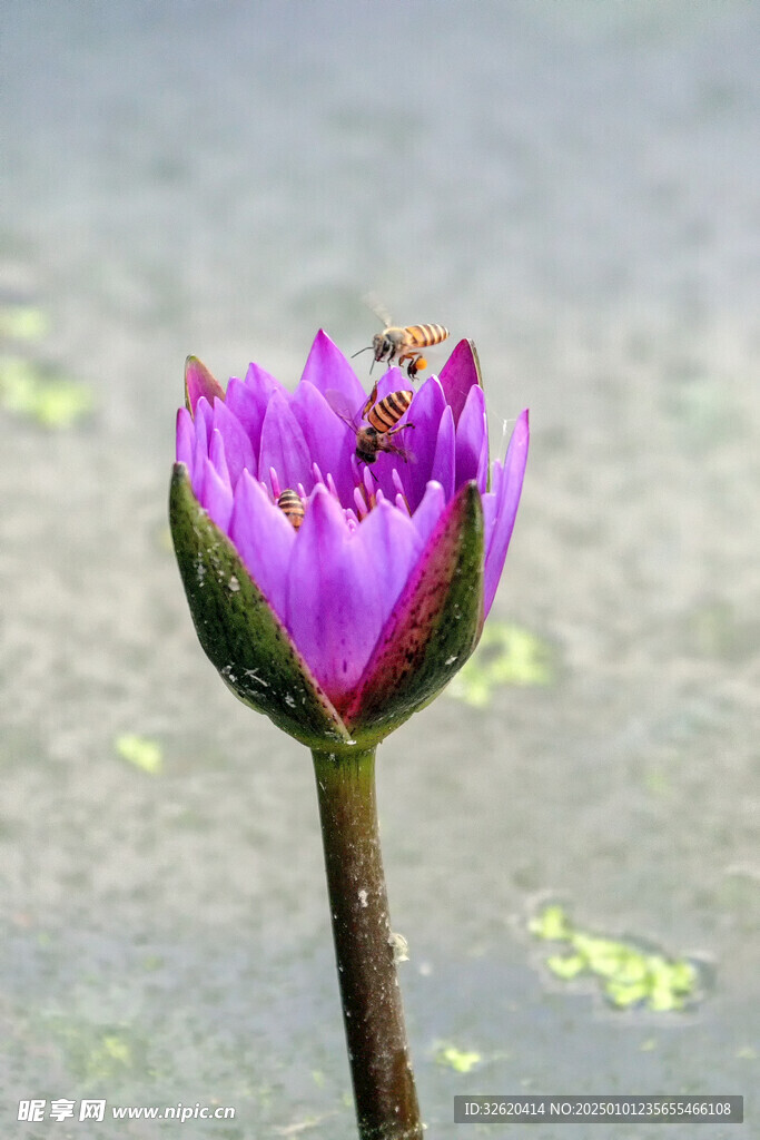 荷花 