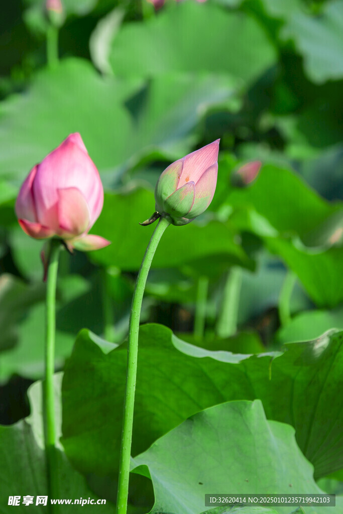 荷花 荷叶 