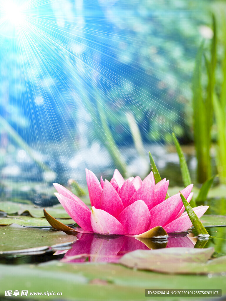 荷花