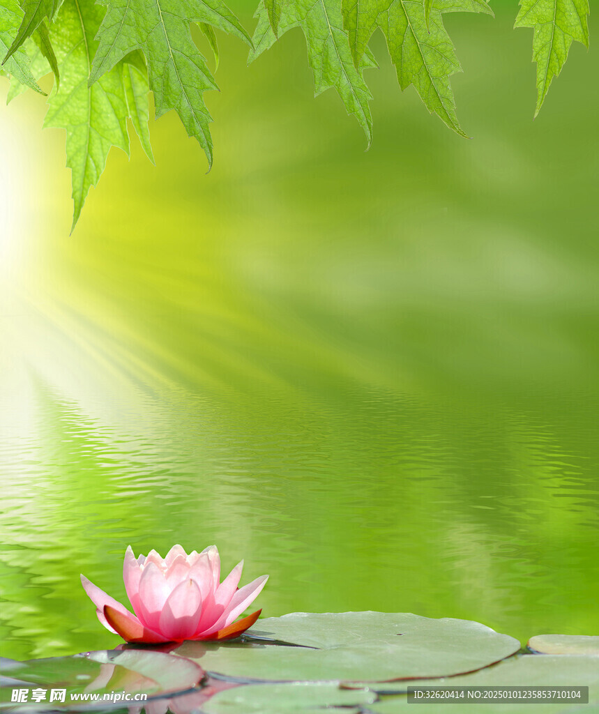 荷花
