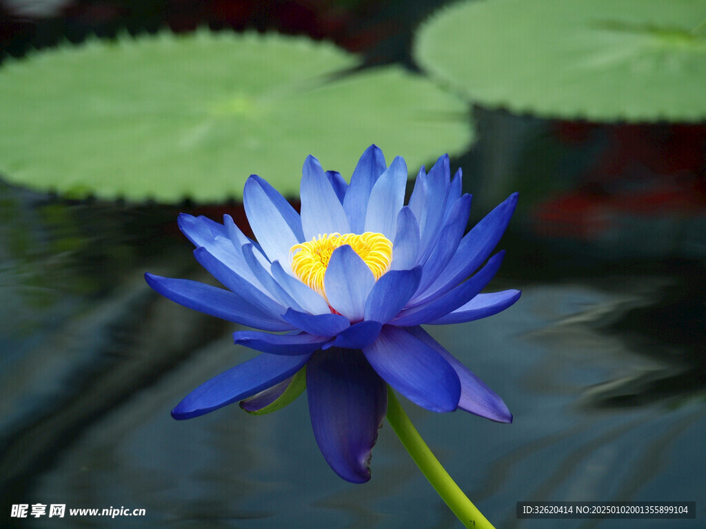 荷花 荷叶 