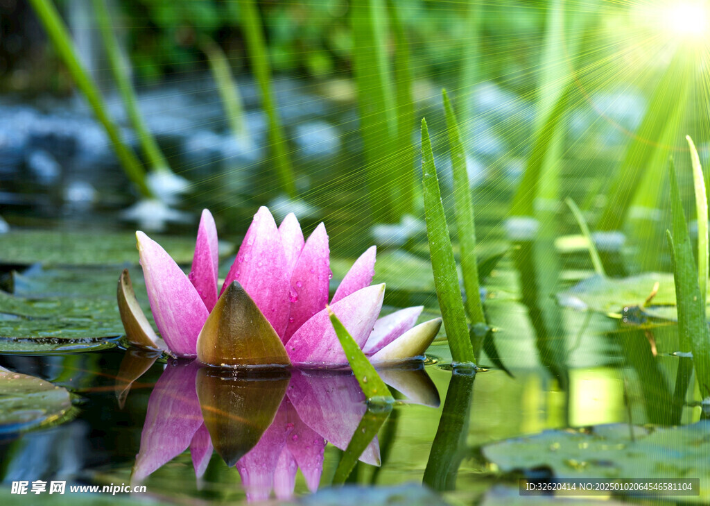 荷花