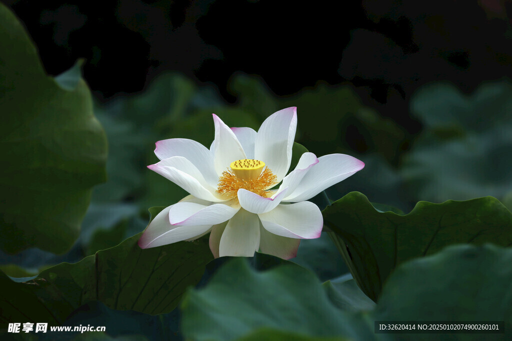 荷花 荷叶