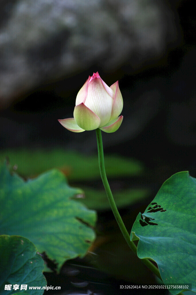 荷花 荷叶