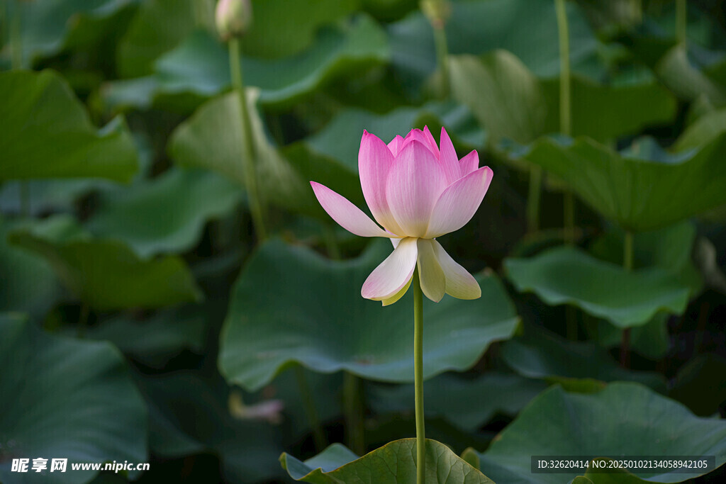荷花 荷叶