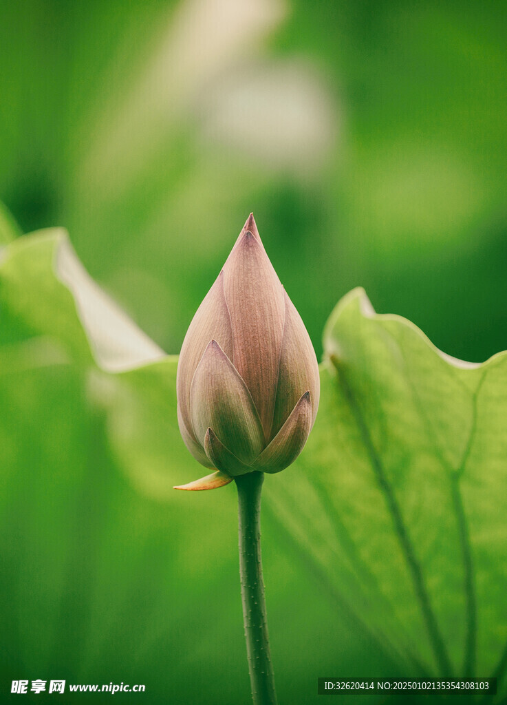 荷花 荷叶