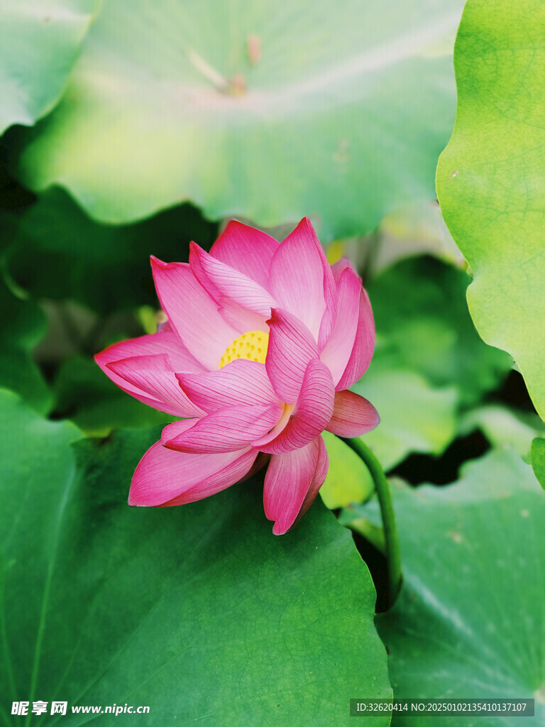 荷花 荷叶
