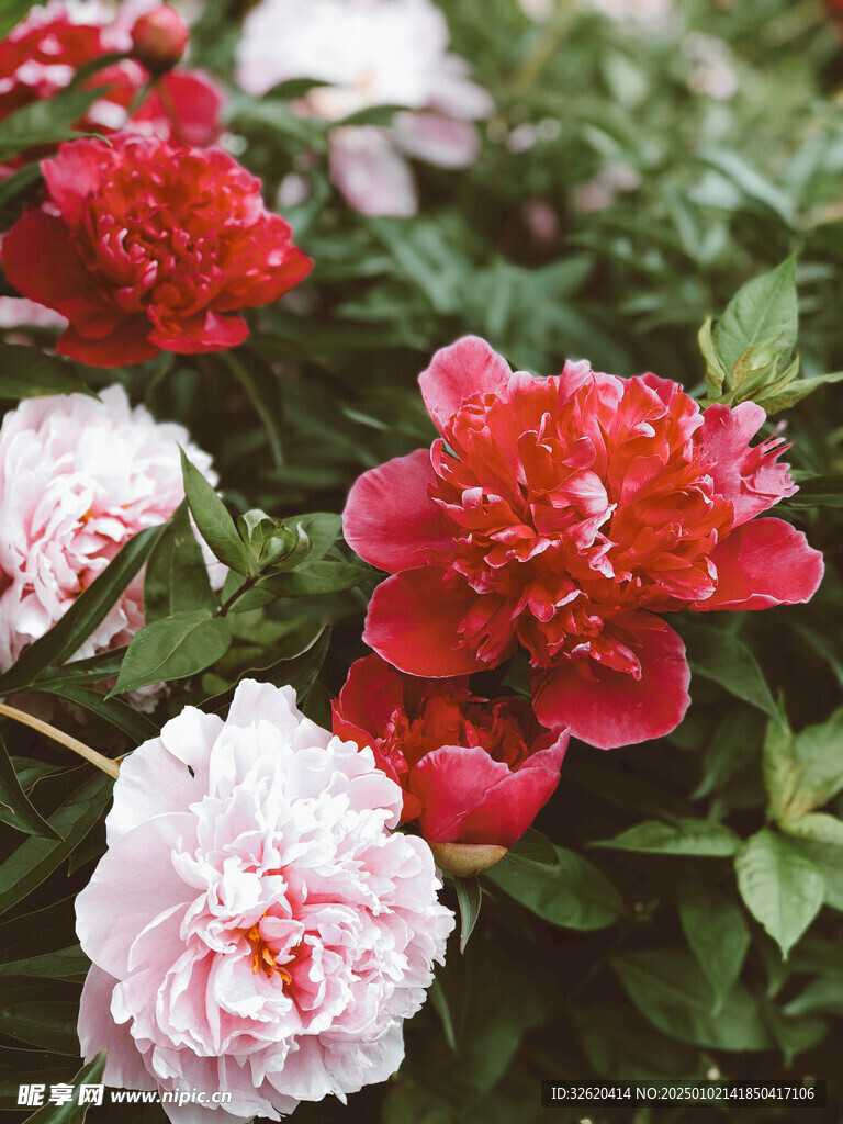 牡丹