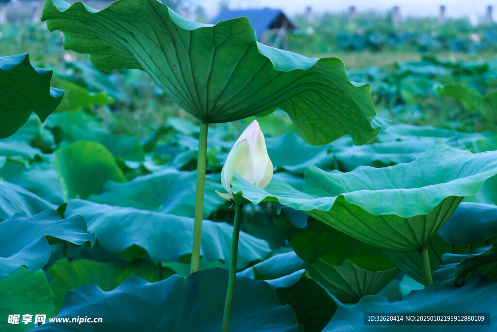 荷花