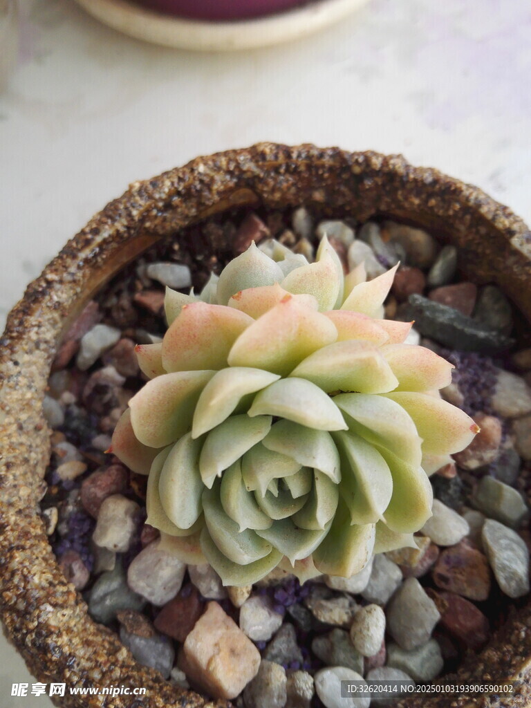多肉