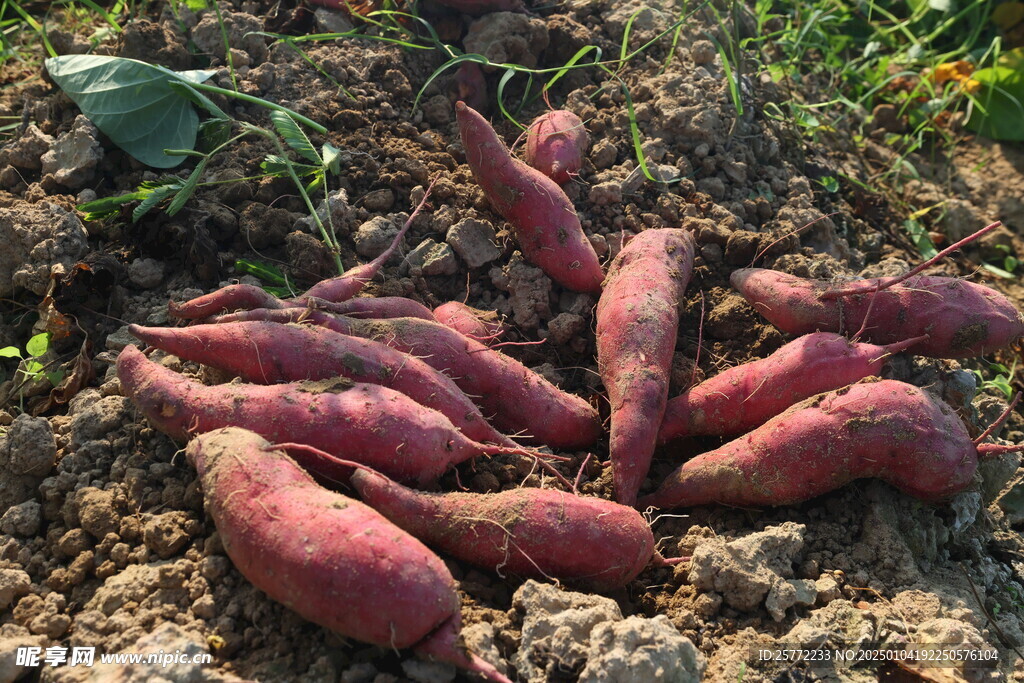 红薯番薯