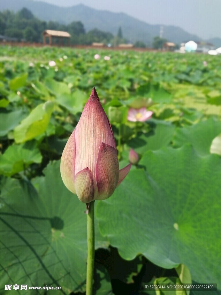 荷花 荷叶
