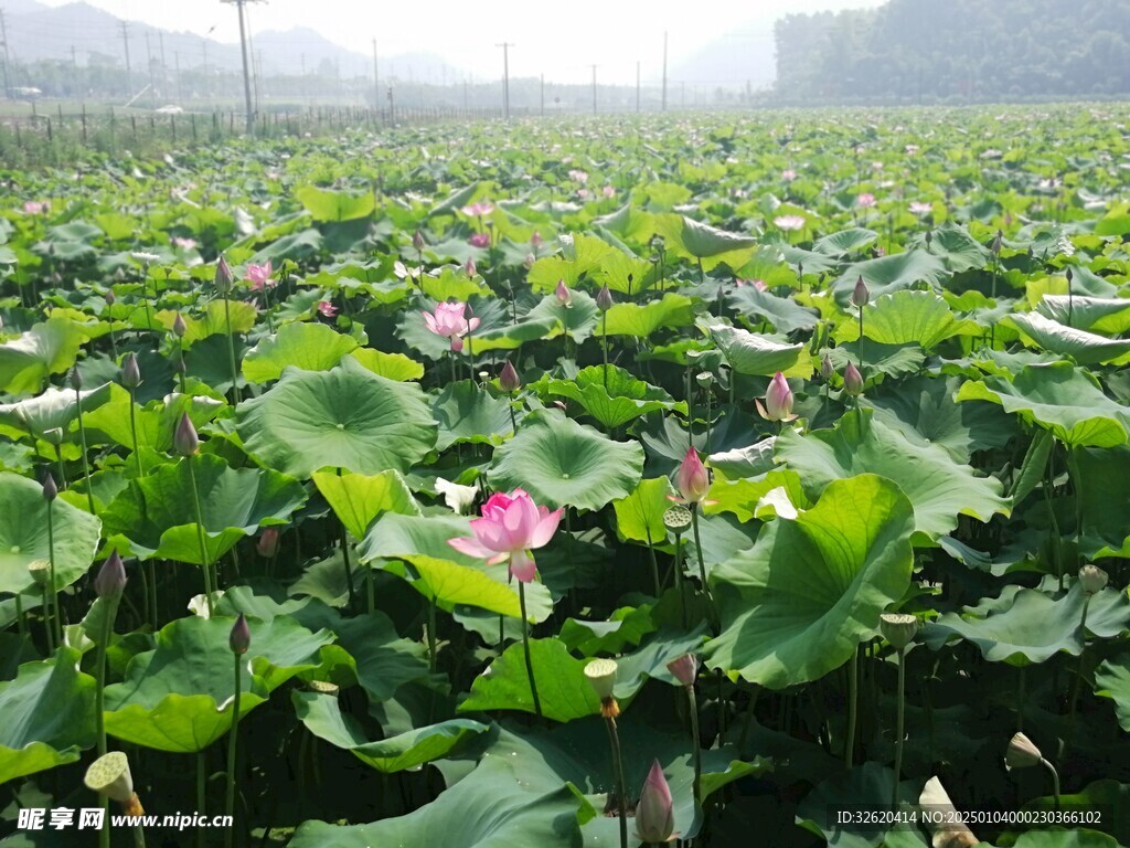 荷花 荷叶