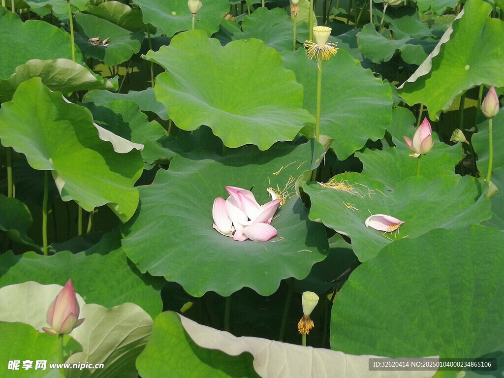 荷花 荷叶