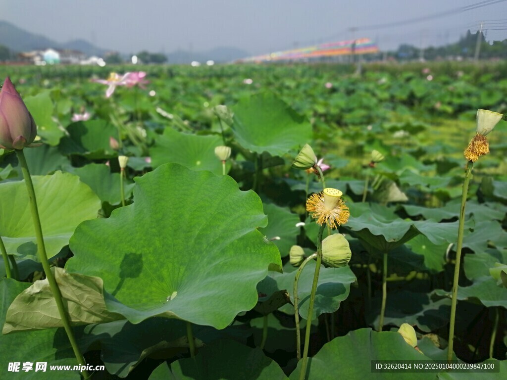 荷花 荷叶