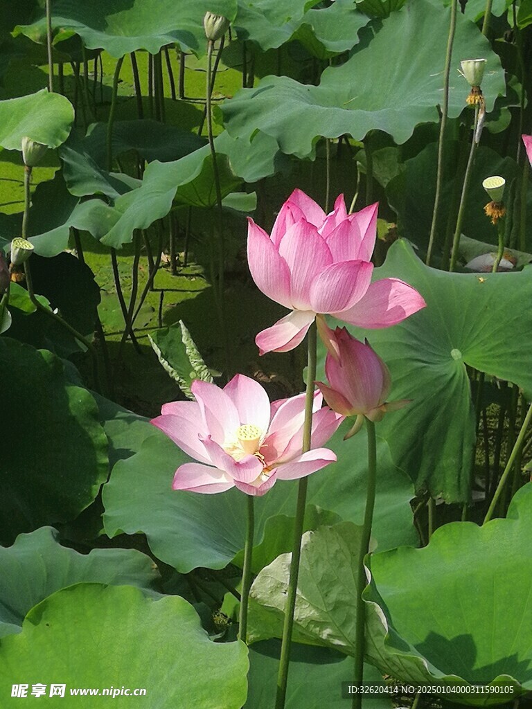 荷花 荷叶