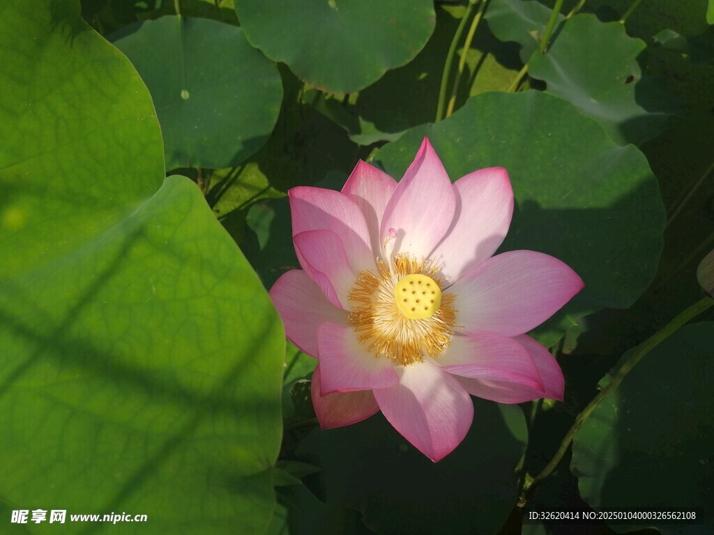 荷花 荷叶
