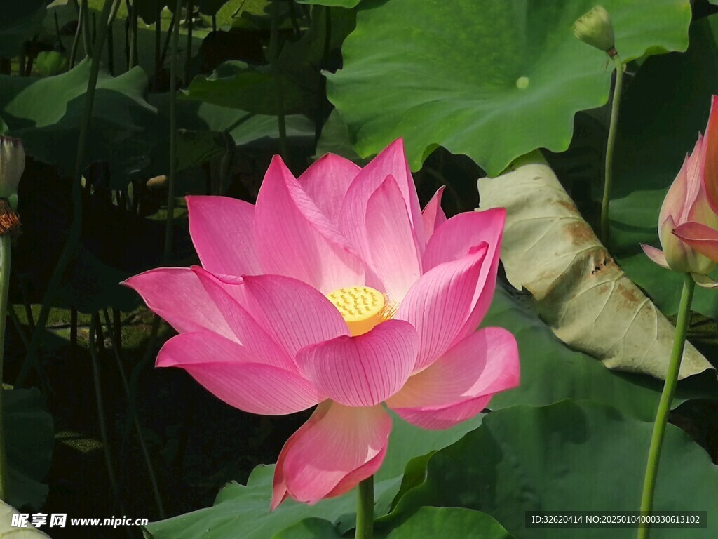 荷花 荷叶