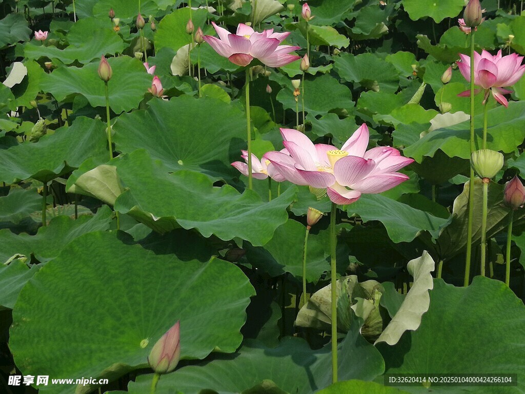 荷花 荷叶