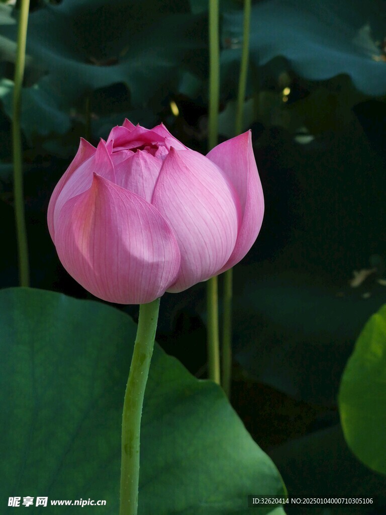 荷花 荷叶