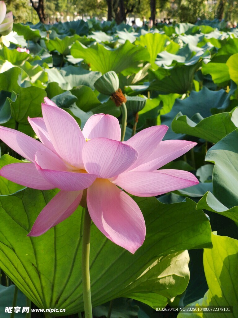 荷花 荷叶