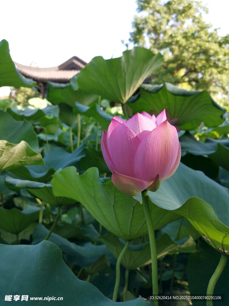 荷花 荷叶