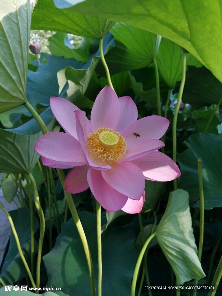 荷花 荷叶