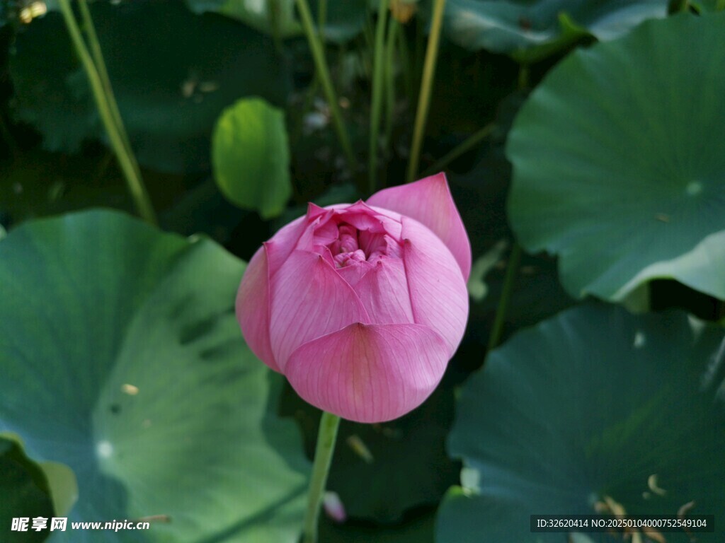 荷花 荷叶