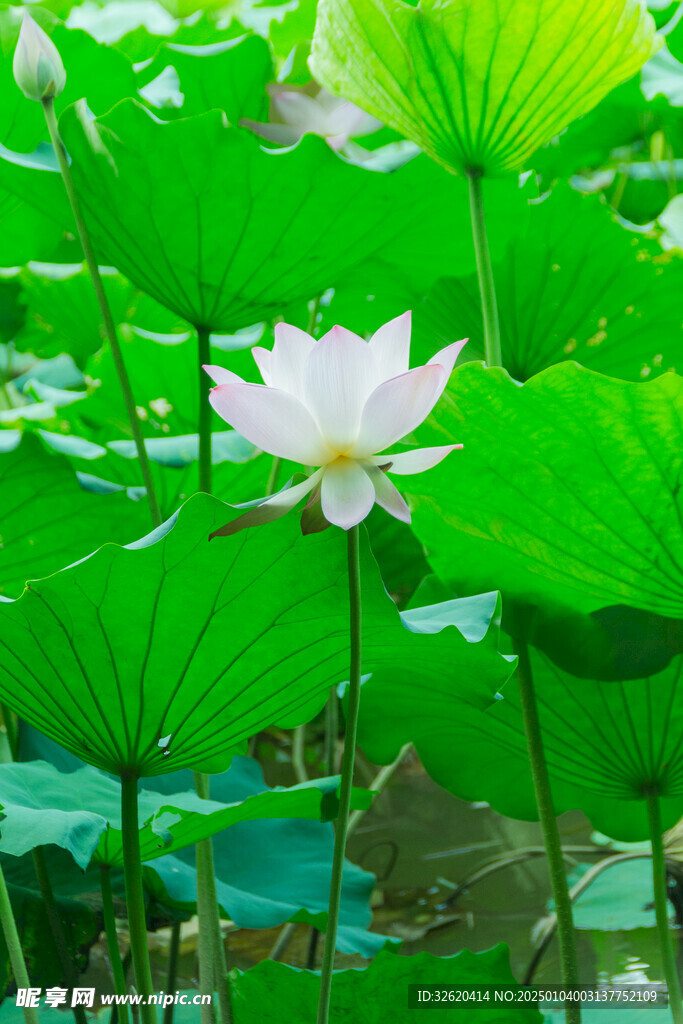 荷花 荷叶
