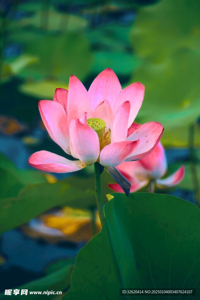 荷花 荷叶