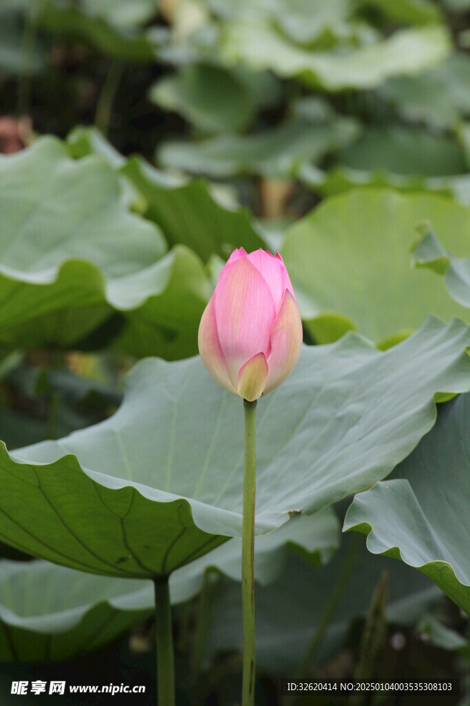 荷花 荷叶