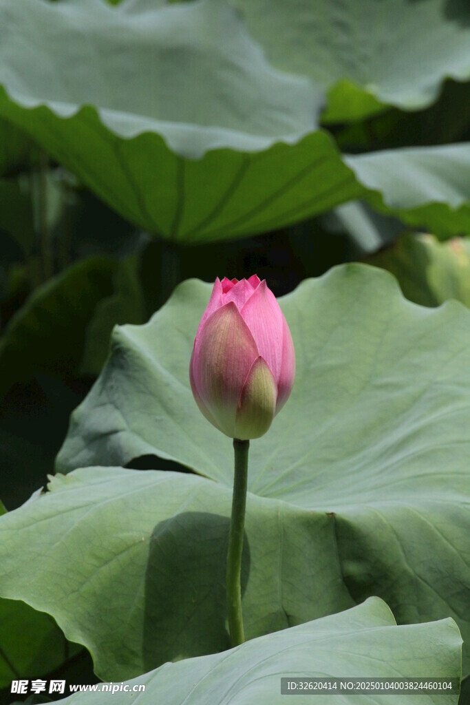 荷花 荷叶