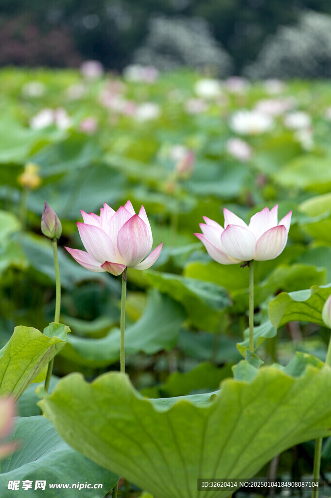 荷花 荷叶