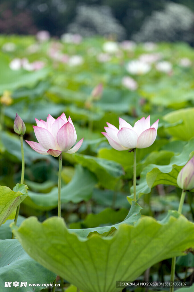 荷花 荷叶