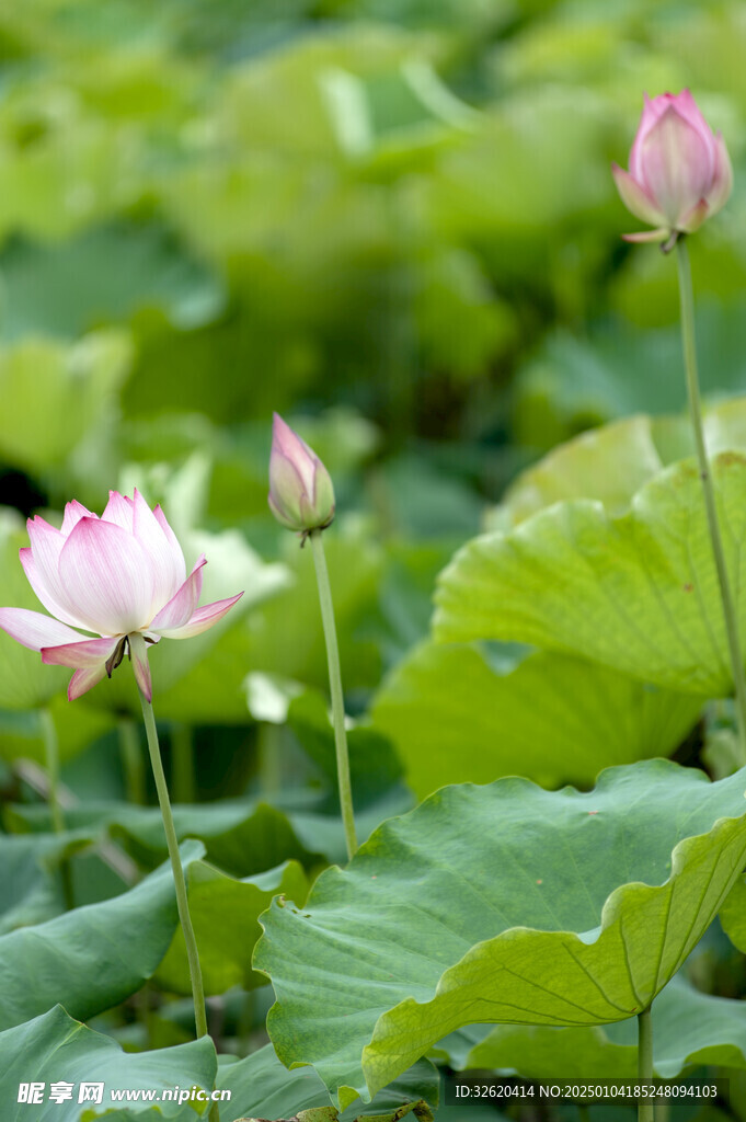 荷花 荷叶