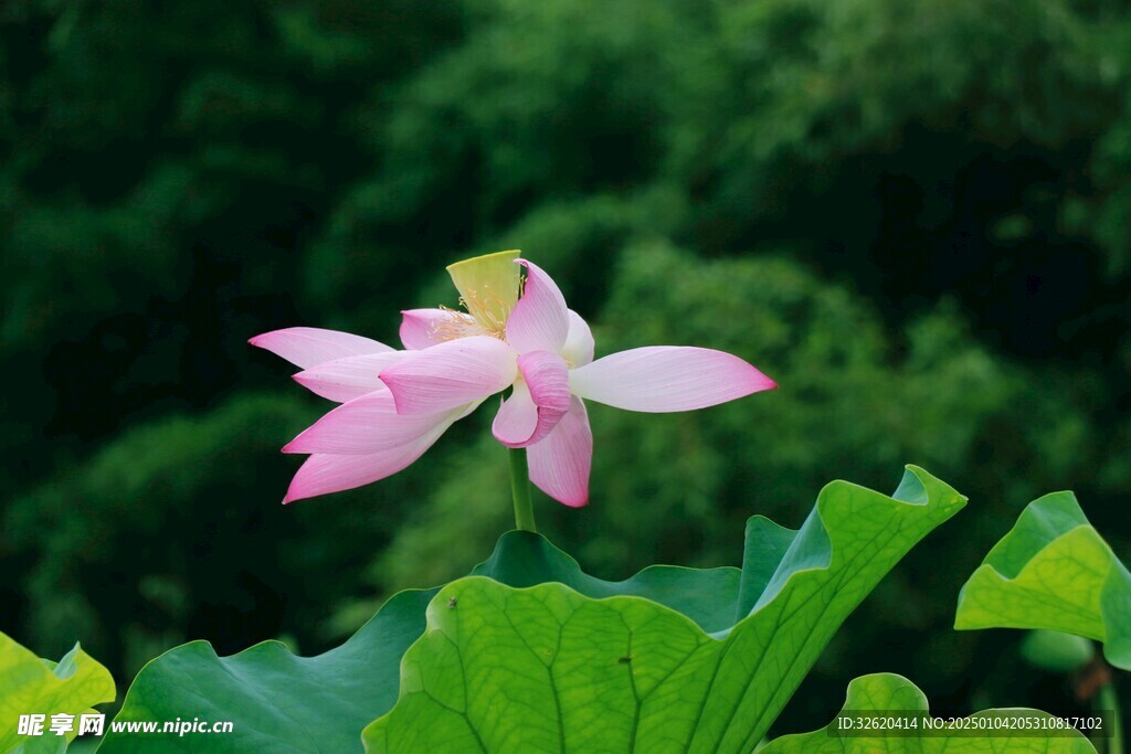 荷花 荷叶