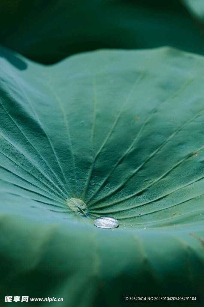 荷叶