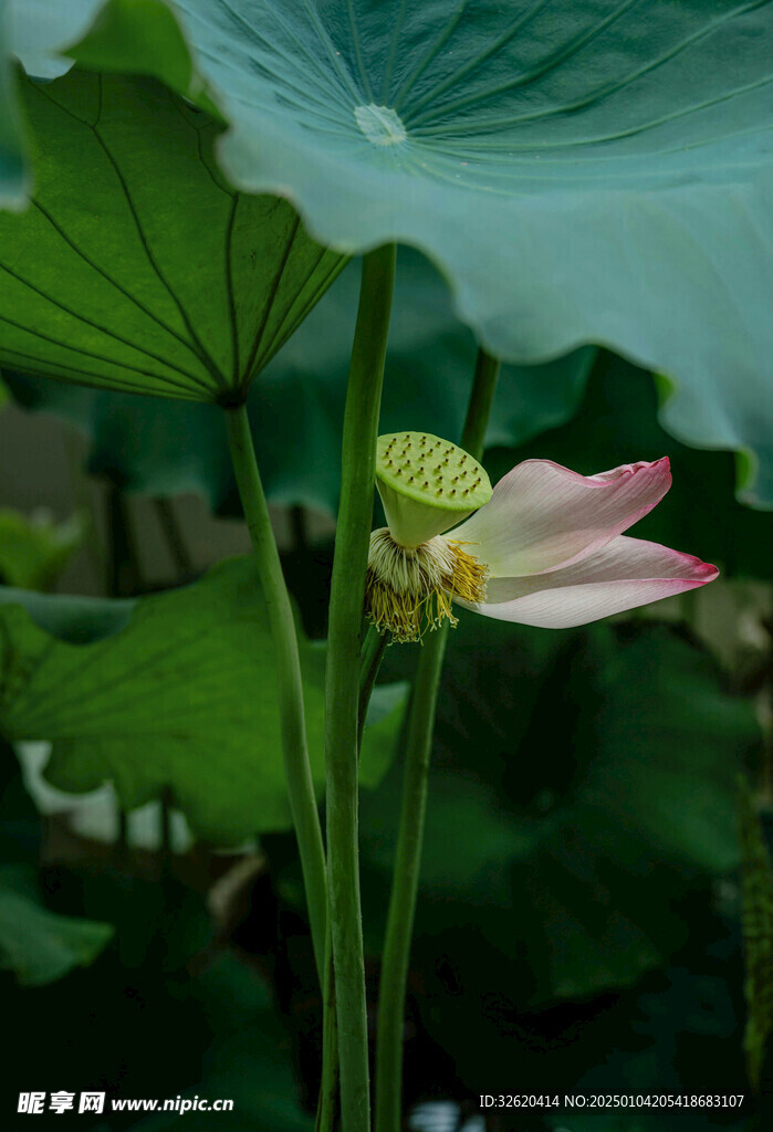 荷花 荷叶