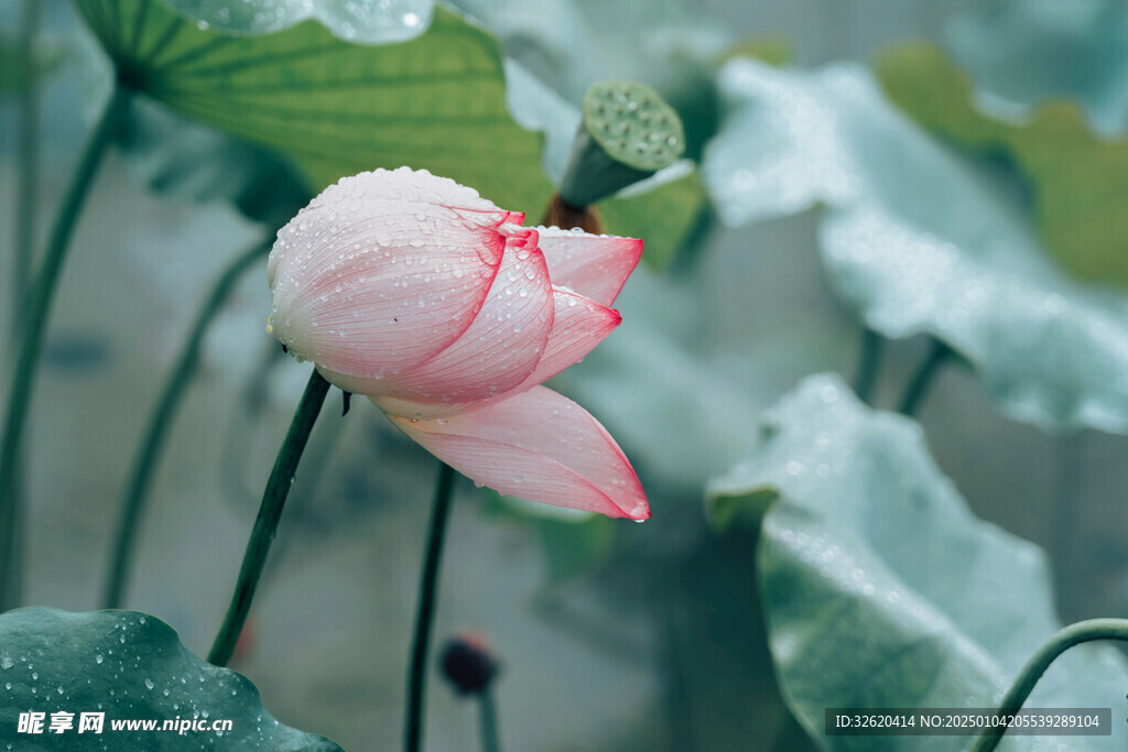荷花 荷叶