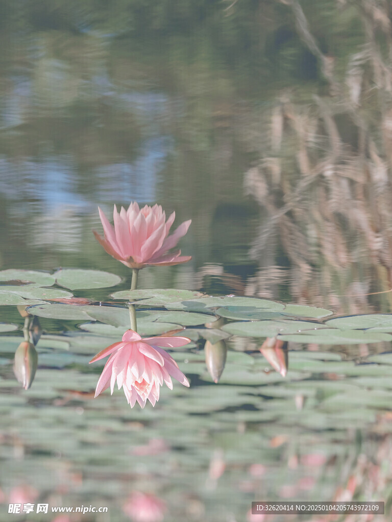 荷花 荷叶