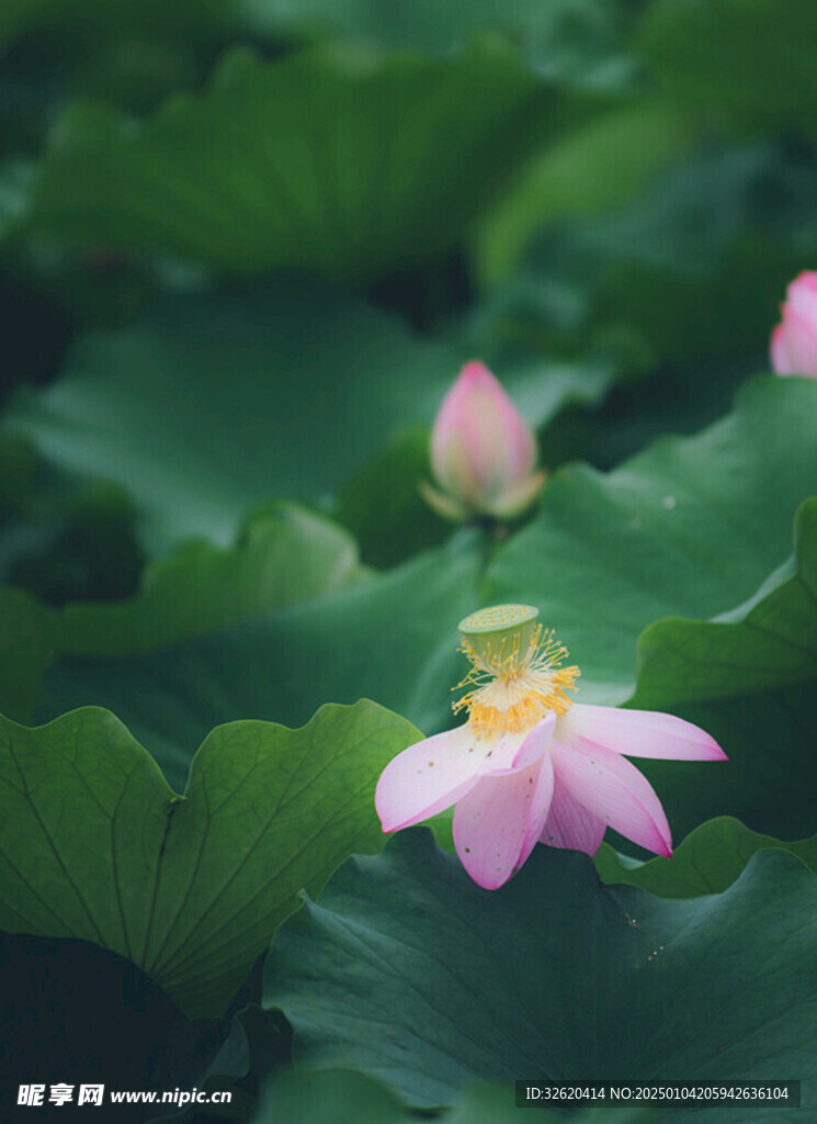 荷花 荷叶