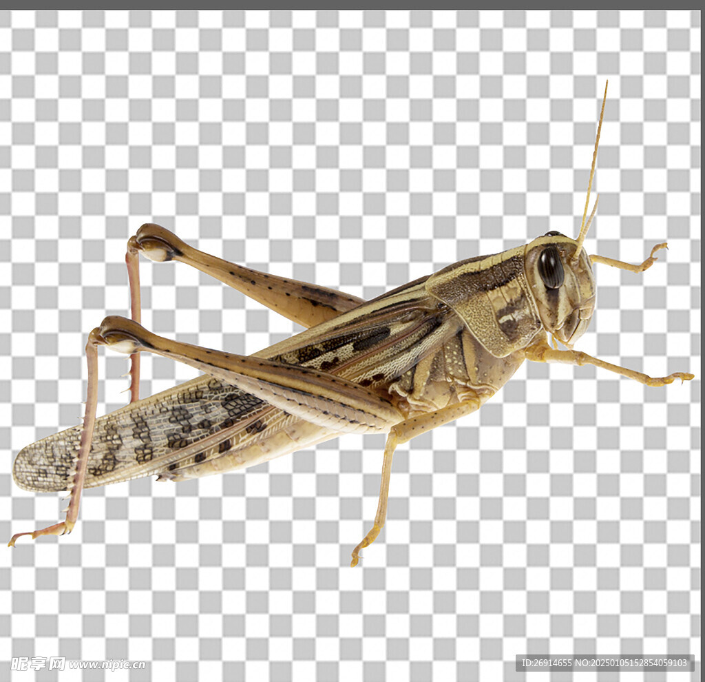 免抠图蚂蚱蝗虫