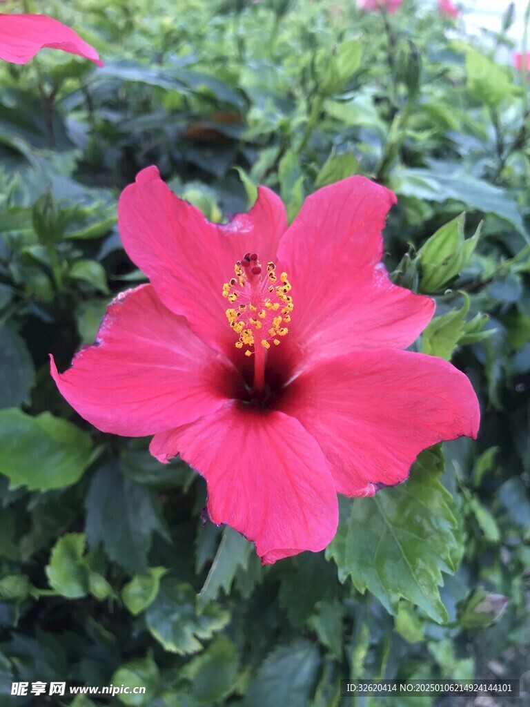 小野花
