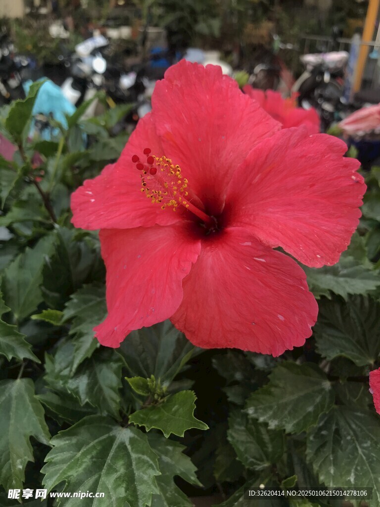 小野花