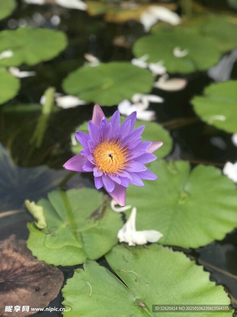 荷花 荷叶
