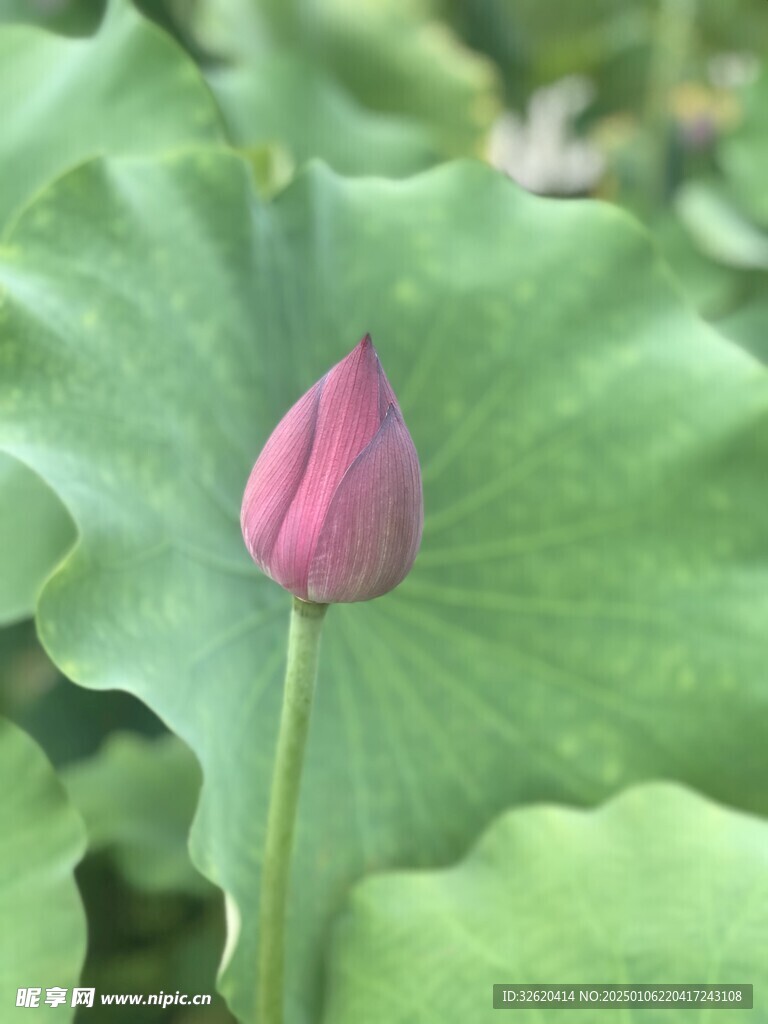 荷花 荷叶