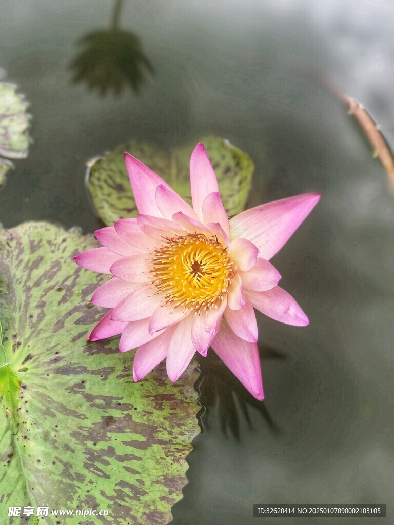 荷花 荷叶